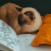 a cat with an orange cushion and an open book, illustrating how to write a book.