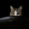 A picture of a tabby cat peering over a sofa, to illustrate a blog post about observations.