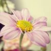 thumb flower min1
