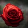 thumb funeral rose1